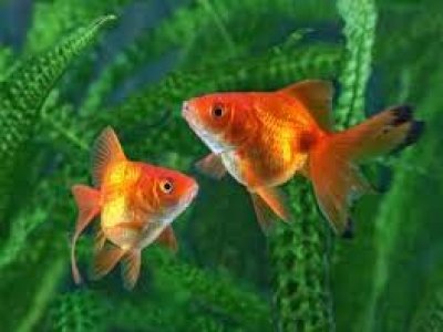 aquarium